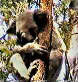 koalabaum
